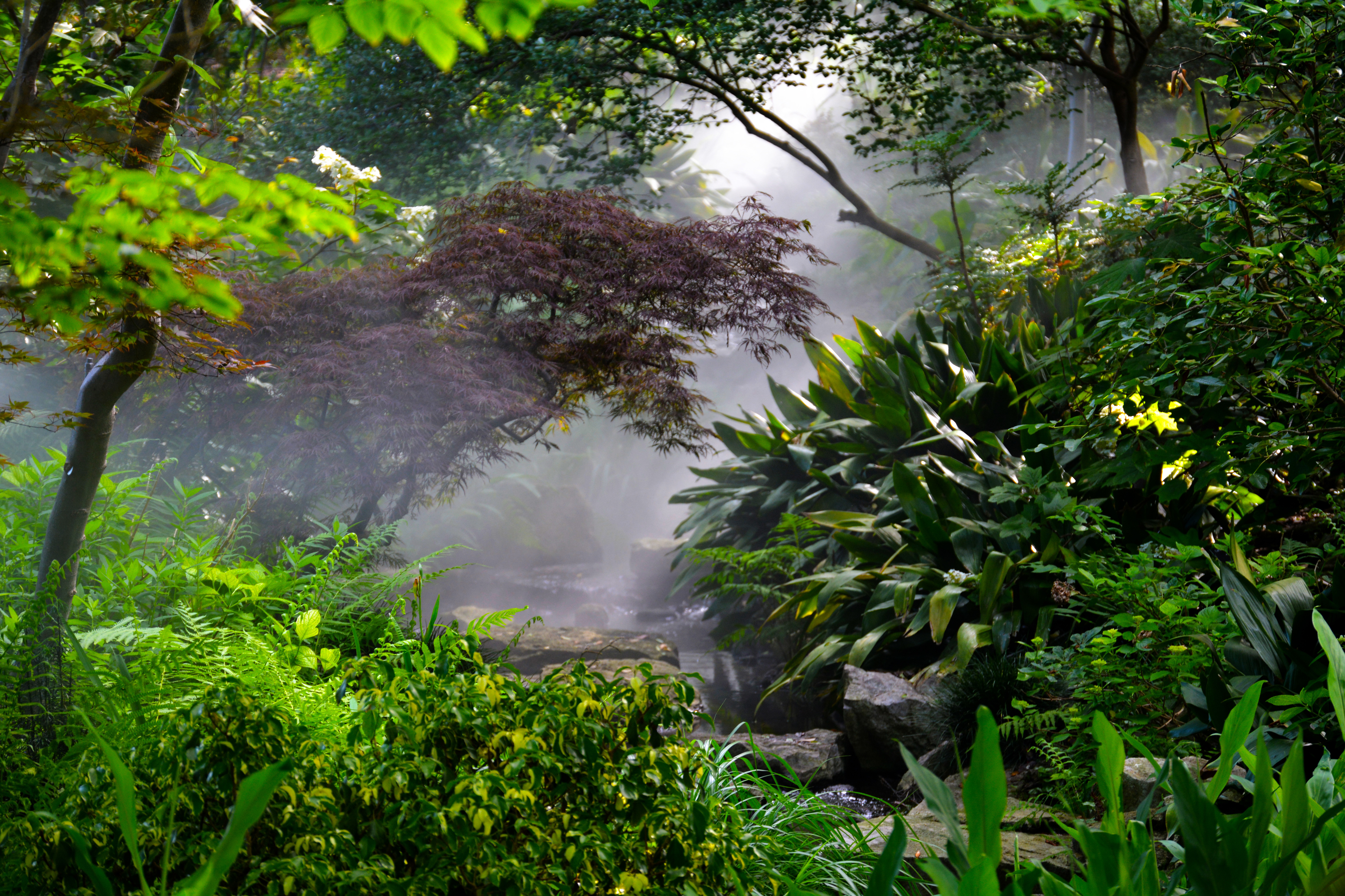 Fern Dell