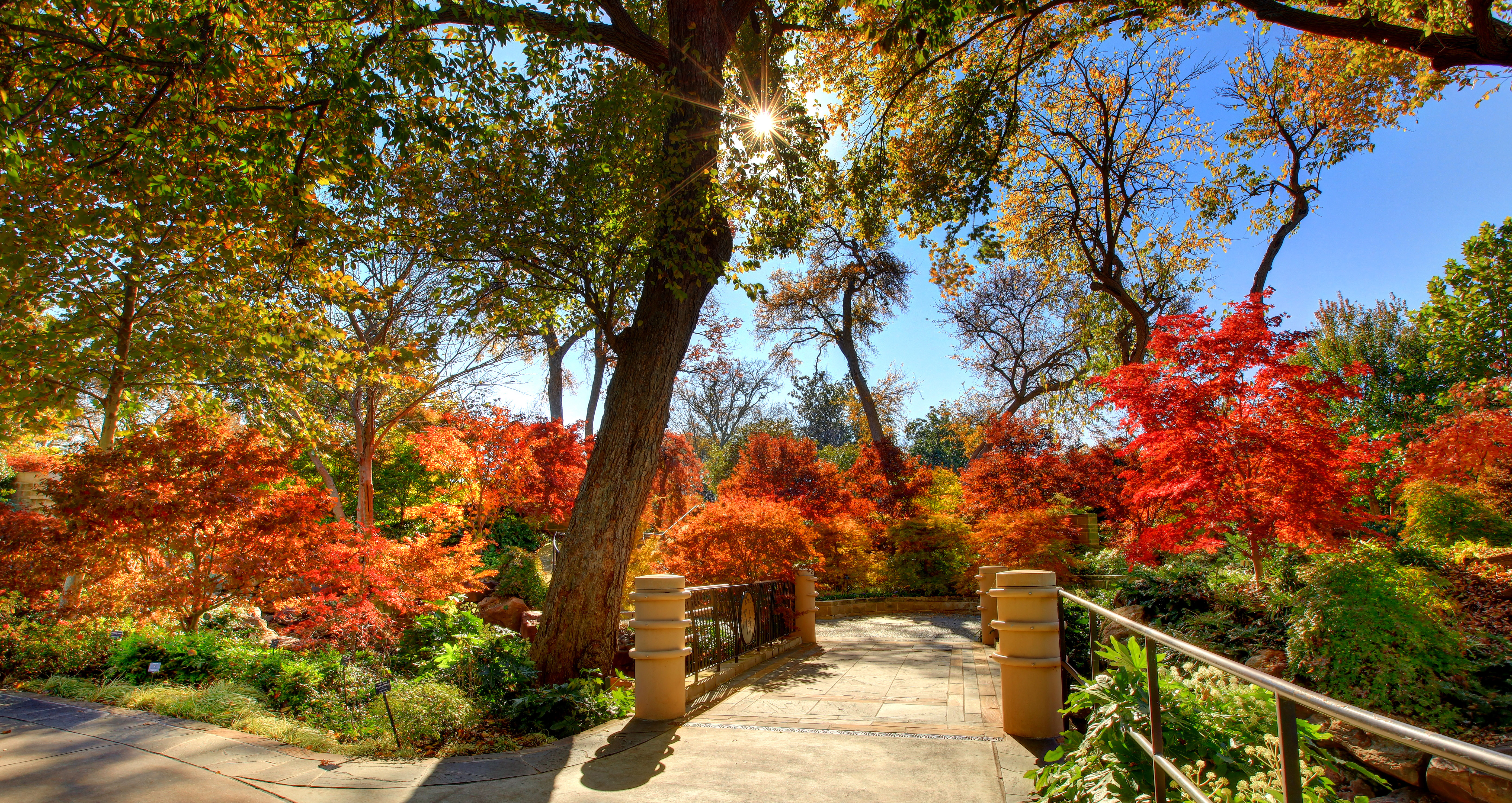 Red Maple Rill Sunny